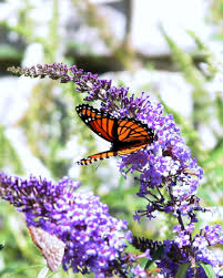 7 Stunning Flowers That Attract Butterflies To Your Garden Flowers That Attract Butterflies Flowers For Butterflies Attract Butterflies