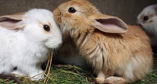 As the name suggests, the florida white rabbit breed comes in just a single color variety. Rabbit Eye Problems Infection Red Eyes Watering Petplan