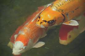 Check spelling or type a new query. Diagnosing Your Fish Pondkeeper Blog