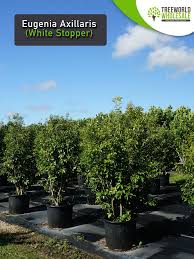 Image result for Eugenia aschersoniana