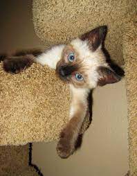 Pin On Pets Furry Family Members