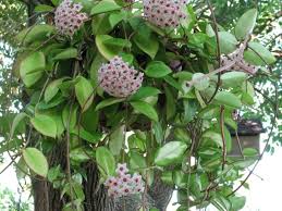 Image result for hoya plant flower