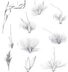 Image result for Andropogon fastigiatus
