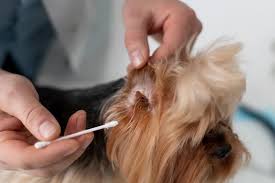 Image result for scabies dog ear