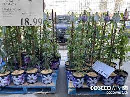 Slow release fertilizer will allow for a second. Costco Flyer Costco Sale Items For Mar 29 Apr 4 2021 For Bc Ab Sk Mb Costco West Fan Blog