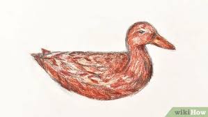 Gambar terkait dengan sketsa gambar bebek. 5 Cara Untuk Menggambar Bebek Wikihow