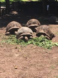 Image result for Sclerodactylon macrostachyum