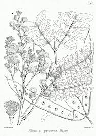 Image result for Albizia procera