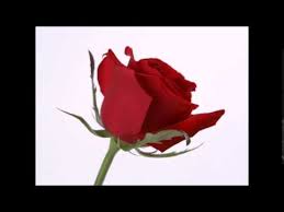 Dalida pour ne pas vivre seul english translation. Original Versions Of Pour Ne Pas Vivre Seul Written By Daniel Faure Jacques Luent Secondhandsongs