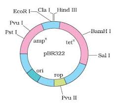 Ncert Class Xii Biology Chapter 11 Biotechnology Principles And Processes Biotechnology Biology Chapter