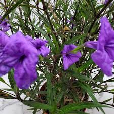 Image result for Ruellia praetermissa