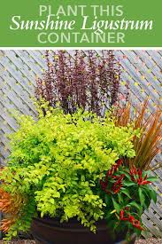 Pot Up A Bit Of Sunshine Plants Garden Planning Sunshine Ligustrum