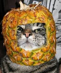 Ananas Sapkali Kedi Grappige Katten Katten Dieren