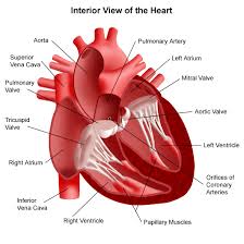 The major (or great) blood vessels of the heart are the larger arteres and veins that attach to the atria and ventricles and transport blood to and approximately two inches superior to the base of the heart, this vessel branches into the left and right pulmonary arteries, which transport blood into the lungs. About The Heart And Blood Vessels
