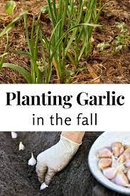 Why Should You Plant Garlic In The Fall Planting Garlic When To Plant Potatoes When To Harvest Garlic