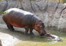 Check spelling or type a new query. 8 Haiwan Dengan Tempoh Kehamilan Yang Berbeza Dengan Manusia Iluminasi