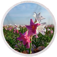 Image result for Crinum paludosum