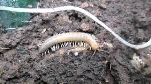 رفع الصوت بالبكاء وهي محرمة، والميت يعذب في قبره بما يناح عليه. Ø´Ø§Ù‡Ø¯ Ù†ÙˆØ¹ÙŠÙ† Ù…Ù† Ø­Ø´Ø±Ø© Ø§Ù… Ø§Ø±Ø¨Ø¹ ÙˆØ§Ø±Ø¨Ø¹ÙŠÙ† Youtube