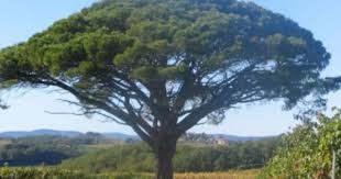 Pin Maritime Ou Pin Parasol Arbre Arbre Tatouage Pin Maritime