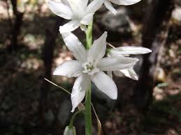 Image result for Ornithogalum flexuosum