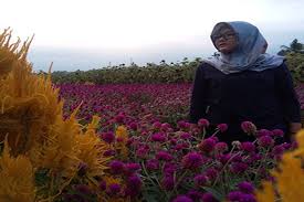 Wisata pandeglang banten pandeglang punya wisata baru kp jambu taman bunga. Menikmati Pesona Taman Bunga Di Pandeglang Kabar Banten