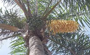 Image result for Syagrus romanzoffiana