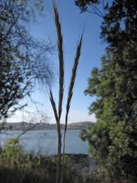 Image result for Melinis effusa