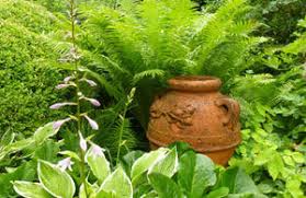 Welche pflanzen eignen sich für unterschiedliche lagen? Bepflanzung Immergrune Pflanzen Www Abschied Nehmen De