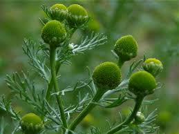 It can be the appearance that confuses many gardeners, as with blue flowers and green leaves, their appearance is more like flowers than a weed. Pineapple Weed May Weed Wild Chamomile Matricaria Discoidea
