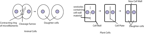 We did not find results for: The Difference Between Cytokinesis For Animal And Plant Cytokinesis Occurs After Mitosis And Is Different Full Size Png Download Seekpng