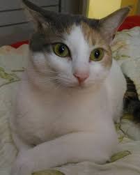 uyumuyoruz neden cunku odamizda bocuk var cunku findik hanimin keyfi yeter de totisini kaldirirsa bocuku yakalamasini umuyoruz sel cats animals