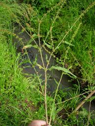 Image result for Rumex nepalensis