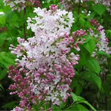 Check spelling or type a new query. Wolfs Lilac Syringa Wolfii Garden Express
