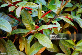 Image result for Excoecaria