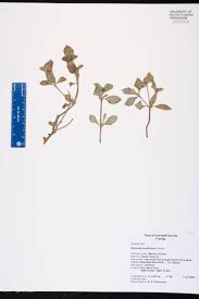 Image result for Cyphia richardsiae