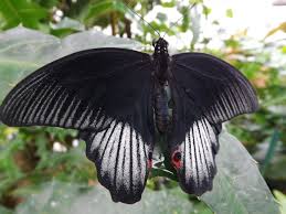 Schmetterling Botanischer Garten Munchen Der Beutelwolf Blog