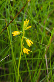 Image result for Orthochilus milnei