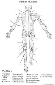 Extraordinary tattoo coloring pages printable. Human Muscles Back View Worksheet Coloring Pages Printable