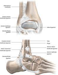 The objective of our study was to provide a pictorial survey of mr images of ankle ligaments in various conditions from intact to disrupted. Return To Play After A Lateral Ligament Ankle Sprain Springerlink