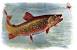 Trout Fishing Cartoon