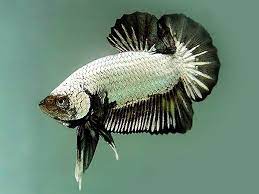 Find here details of companies selling betta fish, for your purchase requirements. Plakat Dragon Betta Male Aquafood