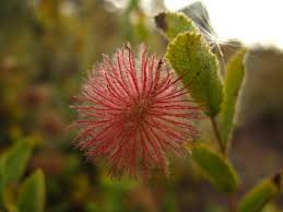 Image result for Triumfetta trichocarpa