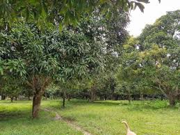 Maybe you would like to learn more about one of these? For Sale Mango Farm In Aborlan Palawan