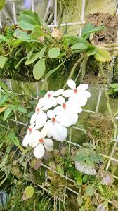 Image result for Tristicha trifaria