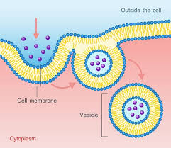 Check spelling or type a new query. Cell Membrane The Definitive Guide Biology Dictionary