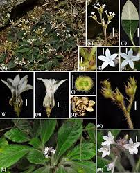 Image result for Diclis