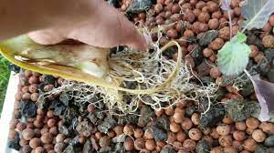 Aquaponic Garlic Harvest Youtube