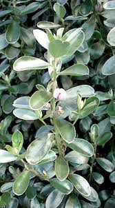 Image result for Podalyria