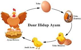Fertilisasi pada manusia itu meliputi 3 tahapan, yaitu: Daur Hidup Ayam Gambar Dan Penjelasannya Jagad Id