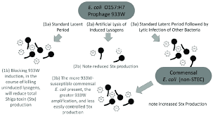 Different Routes Towards Shiga Toxin Stx Release 1 933w Prophage Download Scientific Diagram
